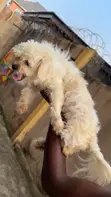 Lhasa Apso Mai Tsarki Namiji, Sama Da Shekara 1 - 1