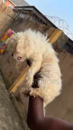Lhasa Apso Mai Tsarki Namiji, Sama Da Shekara 1
