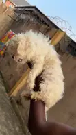 Lhasa Apso Mai Tsarki Namiji, Sama Da Shekara 1 - 2