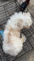 Lhasa Apso Mai Tsarki Namiji, Sama Da Shekara 1 - 3