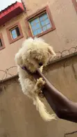 Lhasa Apso Mai Tsarki Namiji, Sama Da Shekara 1 - 4