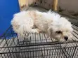 Lhasa Apso Mai Tsarki Namiji, Sama Da Shekara 1 - 5