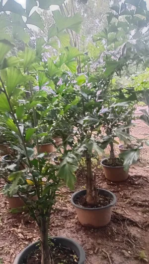 Bishiyar Dabino Mai Kifin Kifi - Tsawon 2m