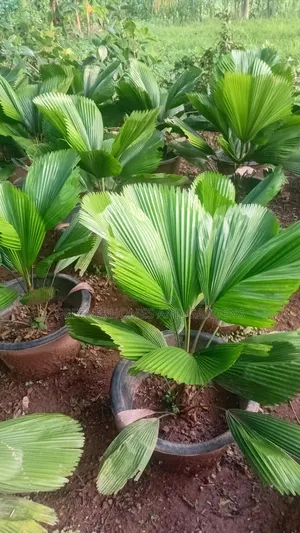 Luquana Palm Shuka