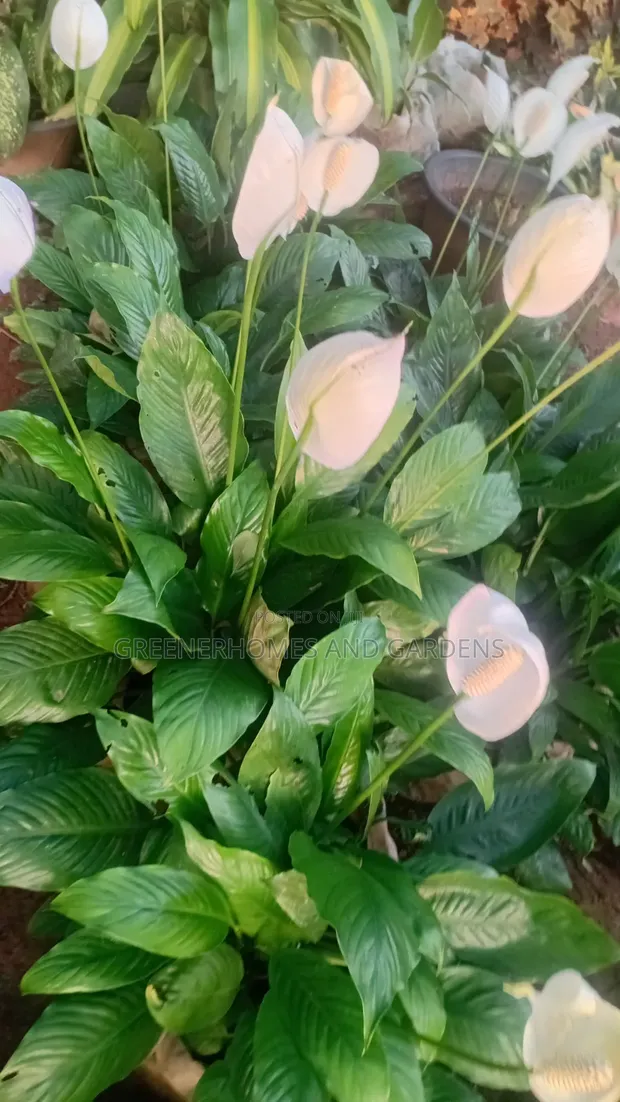Peace Lily Plant - 1