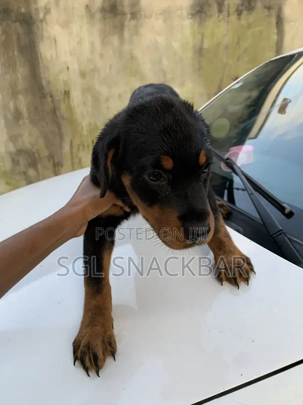 Purebred Rottweiler Puppy (1-3 Months) - 1