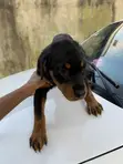 Rottweiler Puppy Mai Tsarki (Wata 1-3) - 1