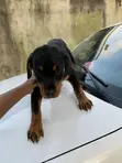 Rottweiler Puppy Mai Tsarki (Wata 1-3) - 2
