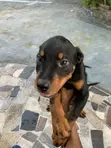 Rottweiler Puppy Mai Tsarki (Wata 1-3) - 3