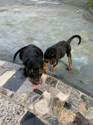 Purebred Rottweiler Puppy (1-3 Months)