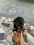 Rottweiler Puppy Mai Tsarki (Wata 1-3) - 5