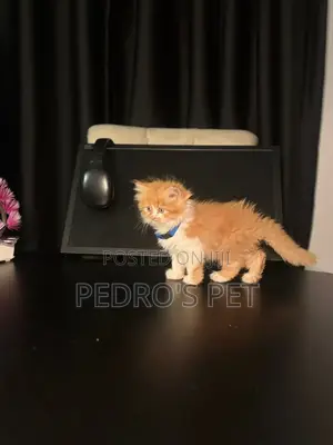 Kare-karen Persian Mai Tsarki - Watan 1-3