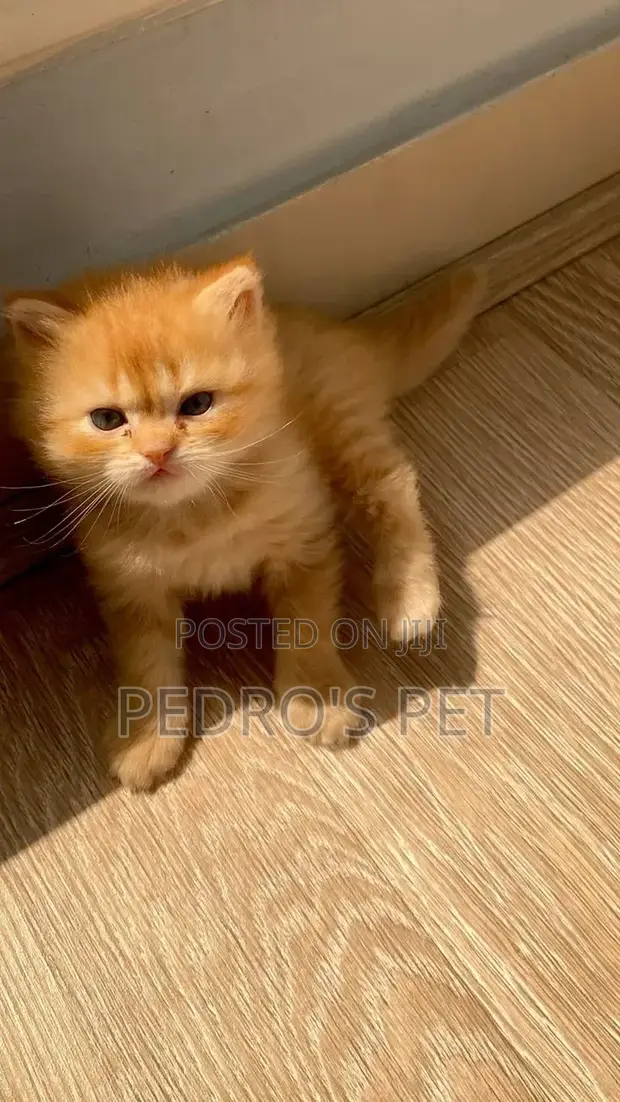 Kare-karen Persian Mai Tsarki - Namiji Watanni 1-3 - 1