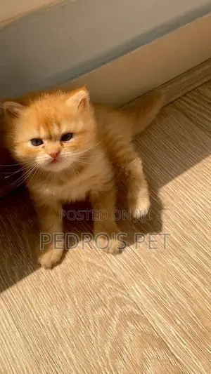 Kare-karen Persian Mai Tsarki - Namiji Watanni 1-3