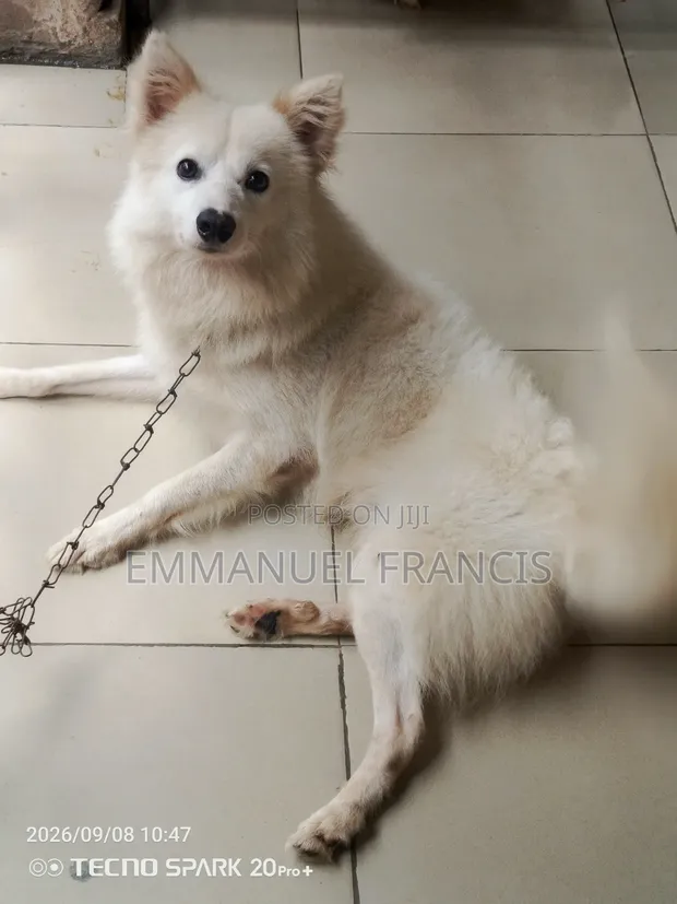 Male Purebred American Eskimo Puppy (1-3 Months) - 1
