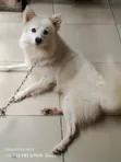 Male Purebred American Eskimo Puppy (1-3 Months) - 1