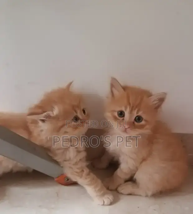 Kare-karen Persian Mai Tsarki - Mata 'Yan Wata 1-3 - 1