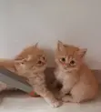 Kare-karen Persian Mai Tsarki - Mata 'Yan Wata 1-3 - 1