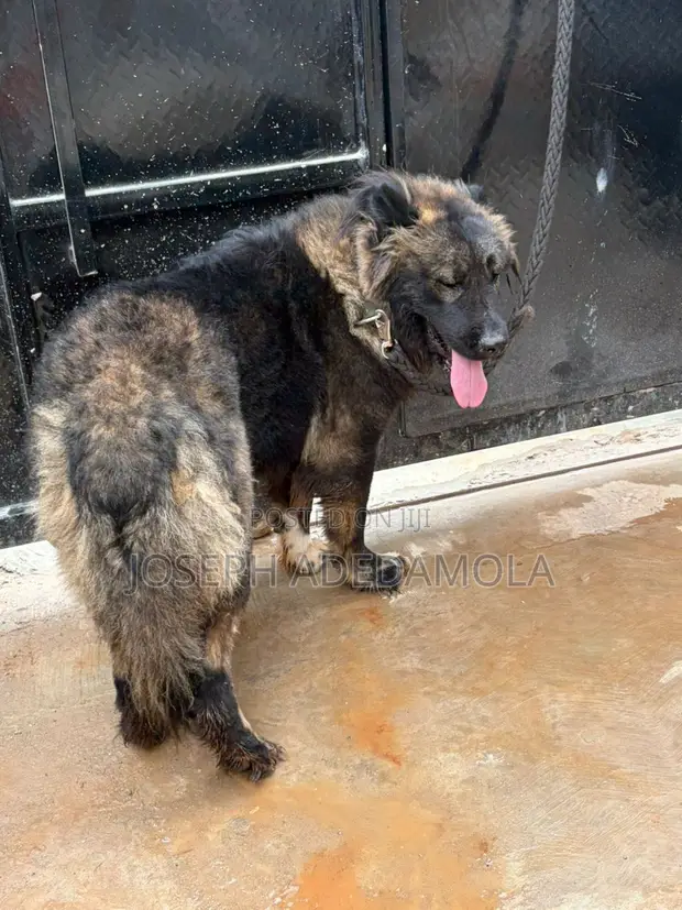 1+ Year Old Female Purebred Caucasian Shepherd - 1