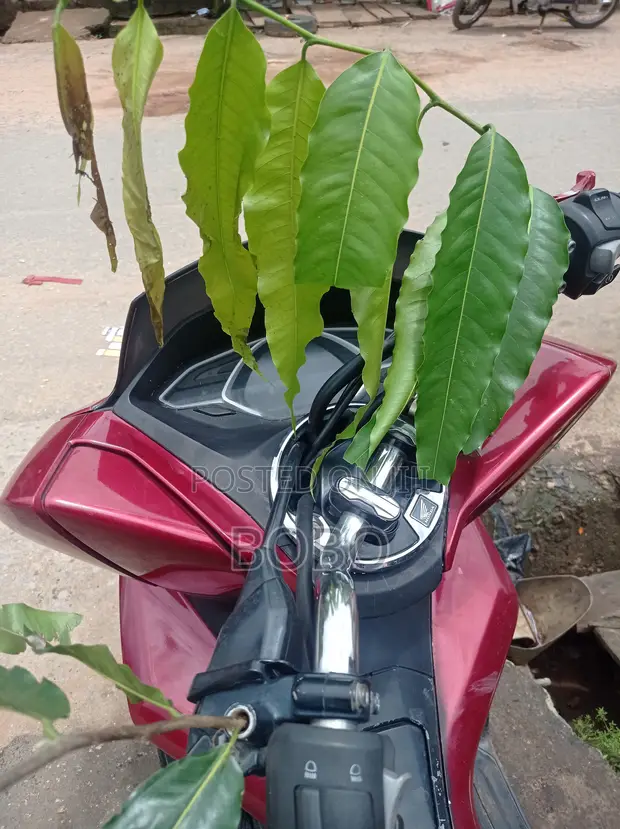 Honda PCX 2500 Scooter - 2025 - 1