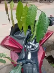 Honda PCX 2500 Scooter - 2025 - 1
