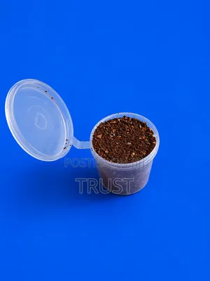 Tobacco Seed (Nicotiana tabacum)