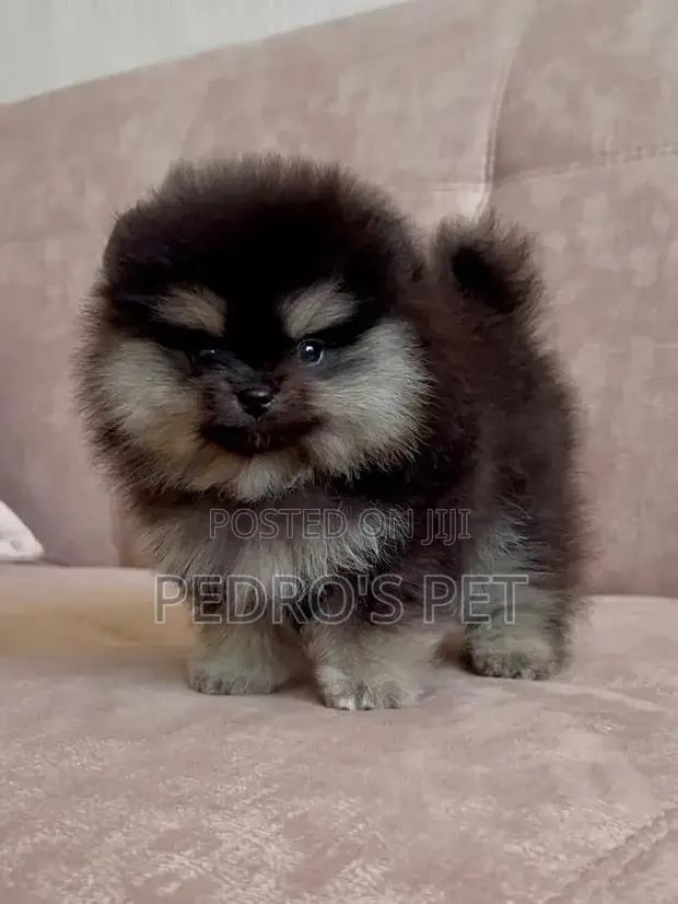 Purebred Pomeranian Puppy - 1-3 Months Old - 1
