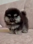 Purebred Pomeranian Puppy - 1-3 Months Old - 1
