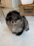 Purebred Pomeranian Puppy - 1-3 Months Old - 2