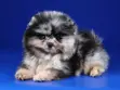 Purebred Male Pomeranian Puppy, 1-3 Months - 1