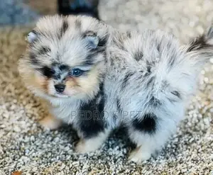 Purebred Male Pomeranian Puppy, 1-3 Months