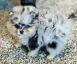 Purebred Male Pomeranian Puppy, 1-3 Months - 2