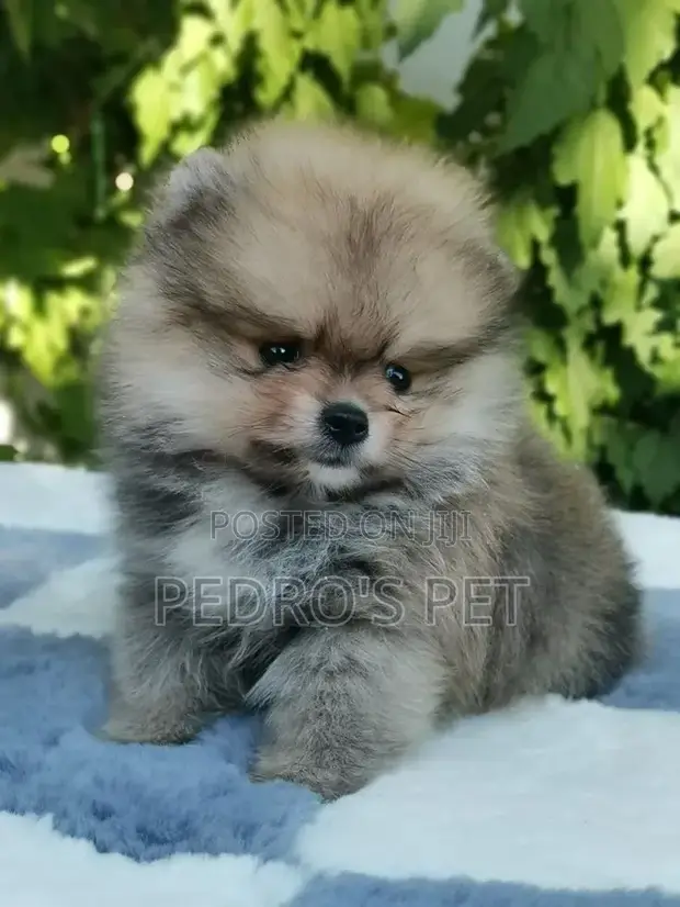 Purebred Pomeranian Puppy, 1-3 Months Old - 1
