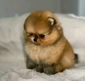 Purebred Male Pomeranian Puppy (1-3 Months)