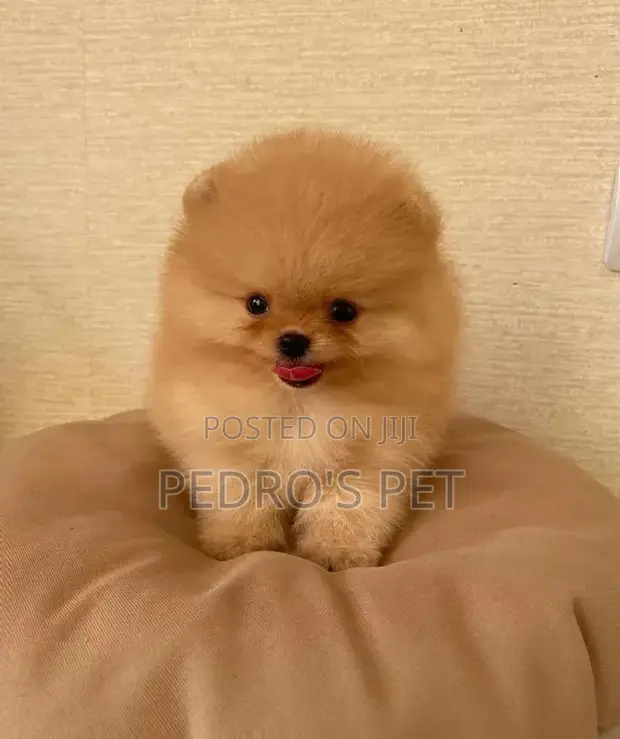 Purebred Male Pomeranian Puppy (1-3 Months) - 1