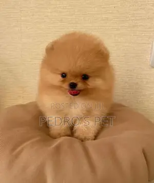 Purebred Male Pomeranian Puppy (1-3 Months)