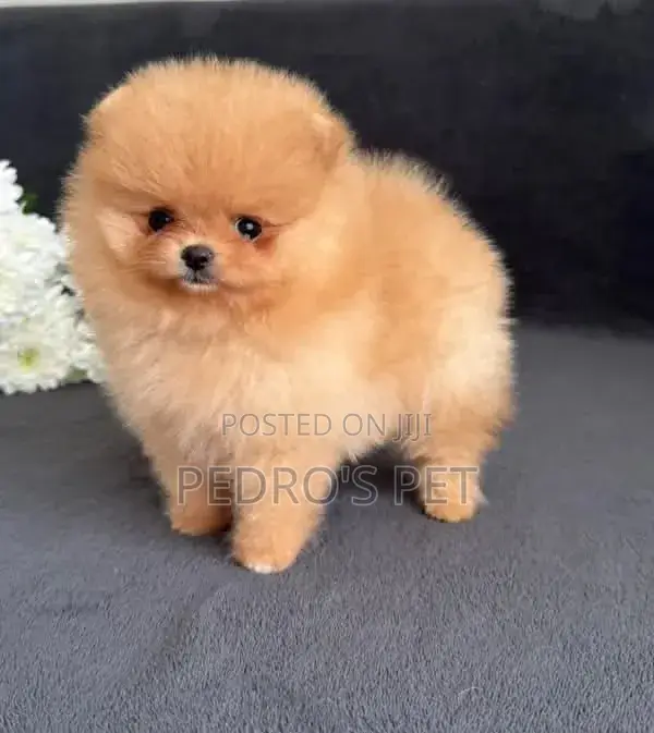 Purebred Female Pomeranian Puppy (1-3 Months) - 1