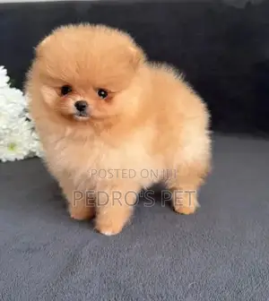 Purebred Female Pomeranian Puppy (1-3 Months)