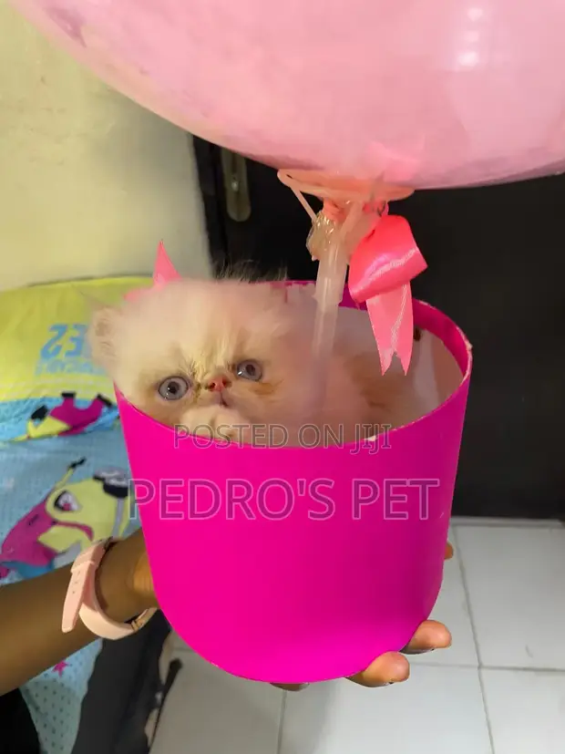 Purebred Persian Kitten (1-3 Months) - 1
