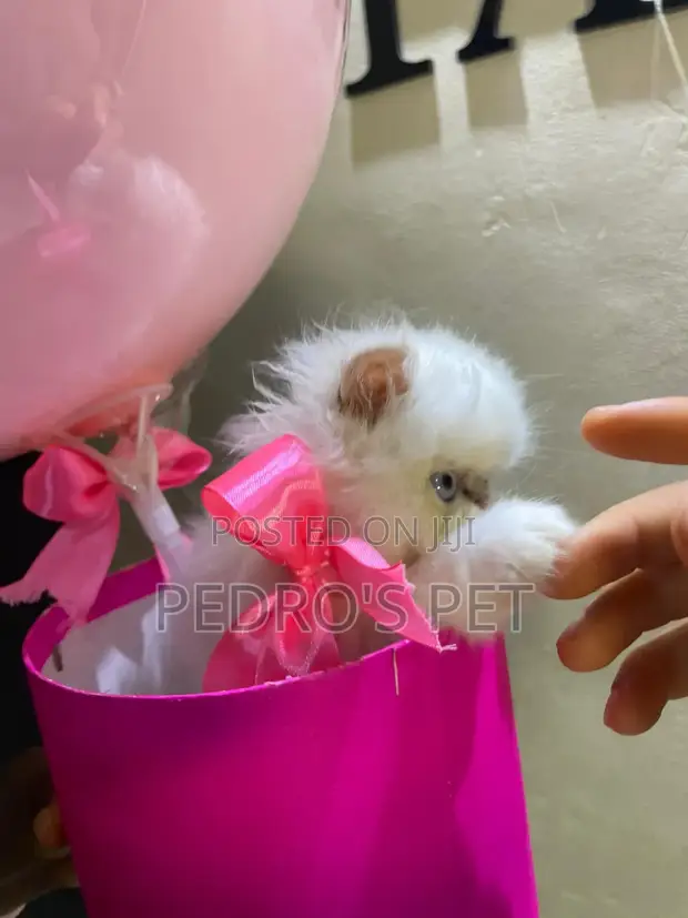 Purebred Persian Kitten (1-3 Months) - 1