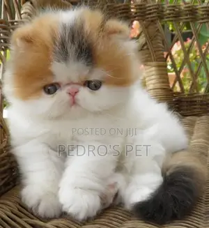 Purebred Persian Kitten (1-3 Months)