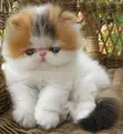 Purebred Persian Kitten (1-3 Months) - 2