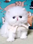 Purebred Persian Kitten (1-3 Months) - 3