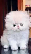 Purebred Persian Kitten (1-3 Months) - 4