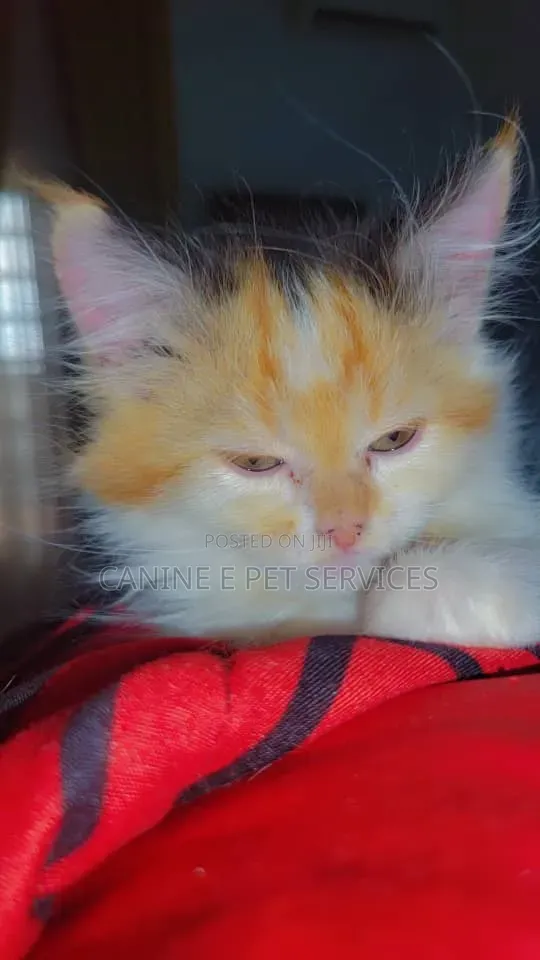 Purebred Persian Kitten - 1-3 Months Old - 1