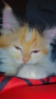 Kare-karen Persian Mai Tsarki - Watan 1-3 - 2