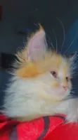 Kare-karen Persian Mai Tsarki - Watan 1-3 - 3