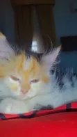 Kare-karen Persian Mai Tsarki - Watan 1-3 - 4