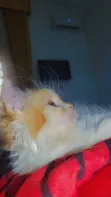 Kare-karen Persian Mai Tsarki - Watan 1-3 - 5