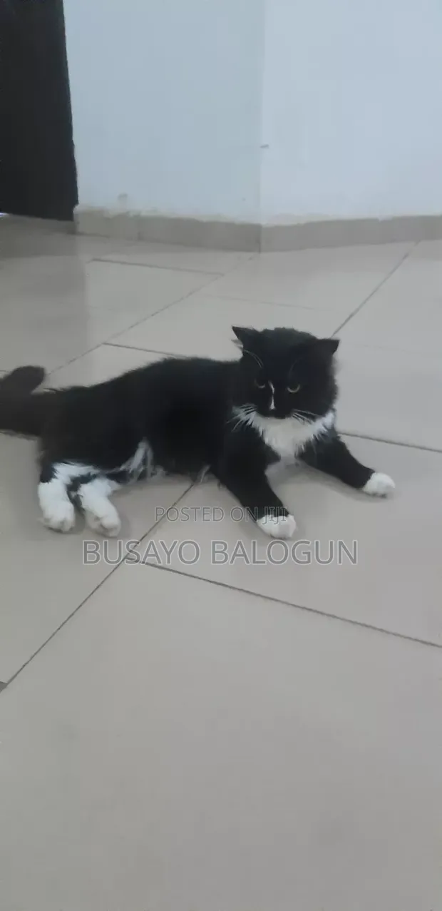 1+ Year Male Purebred Turkish Angora Cat - 1
